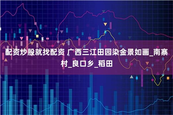 配资炒股就找配资 广西三江田园染金景如画_南寨村_良口乡_稻田